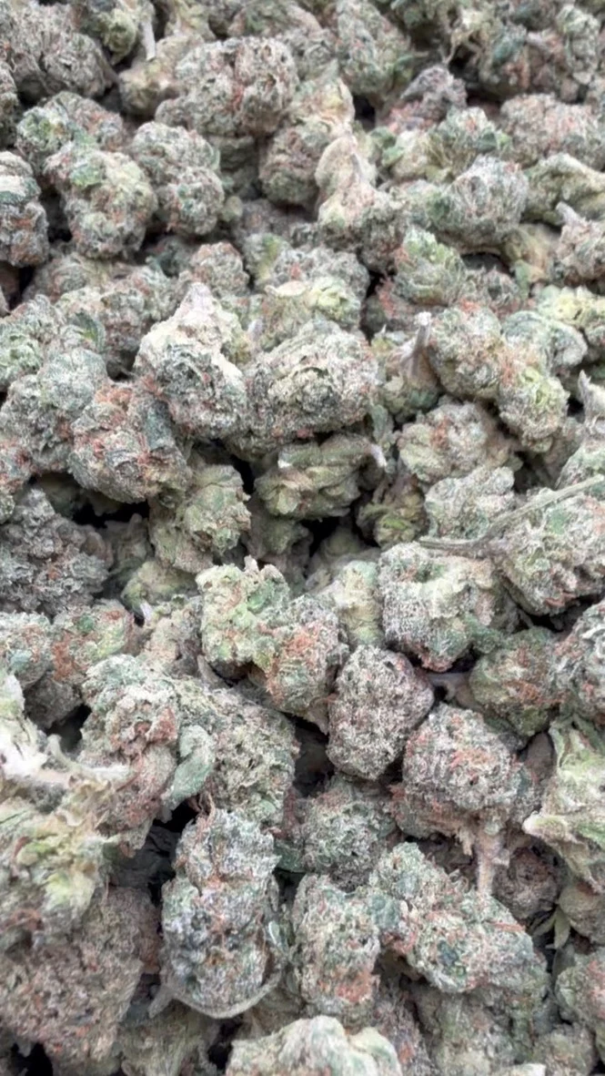 Blue Nerds Indoor Minis - Bulk Minis - Hybrid