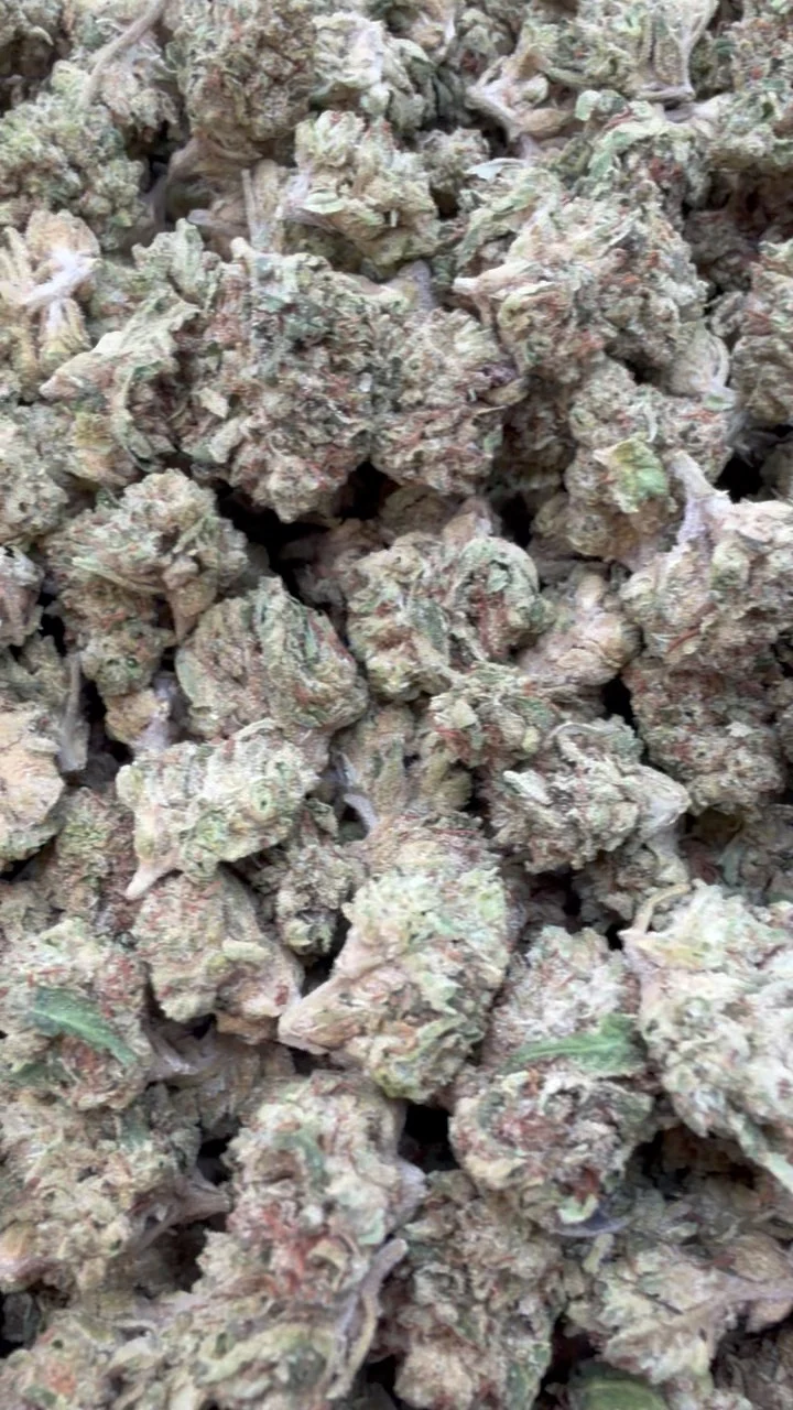 Blueberry Zkittlez Minis - Bulk Minis - Indica