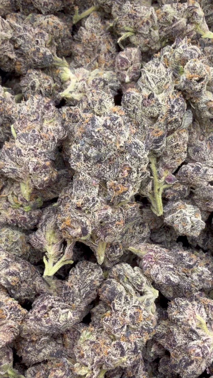 Indoor Exotic Purple Jack - Bulk - Hybrid