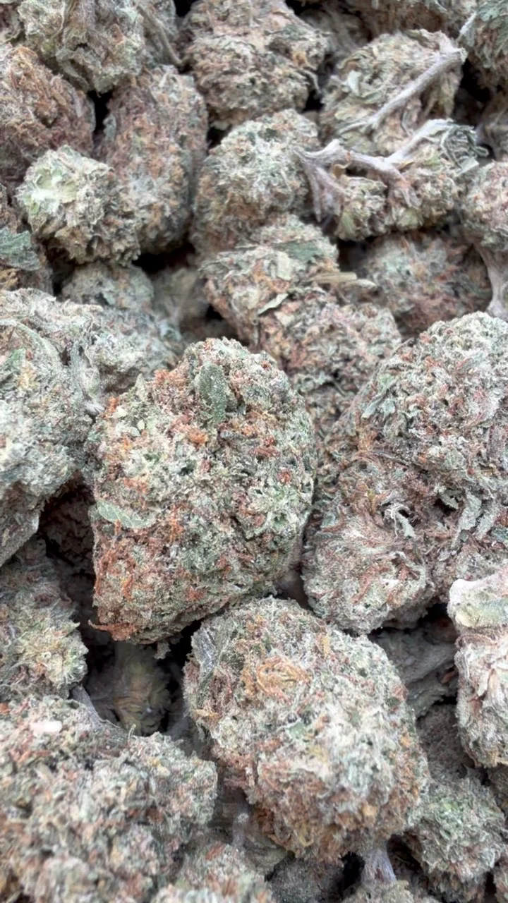 Caramel Apple Mediums - Bulk Mediums - Hybrid