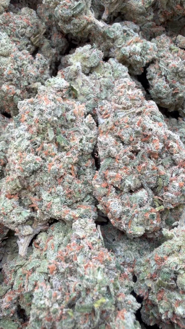 XJ-13 Indoor - Bulk - Sativa
